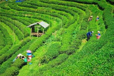 Assam Tea Gardens