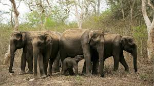 Elephant in Bandipur