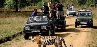 Safari View