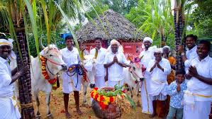 Pongal Festival